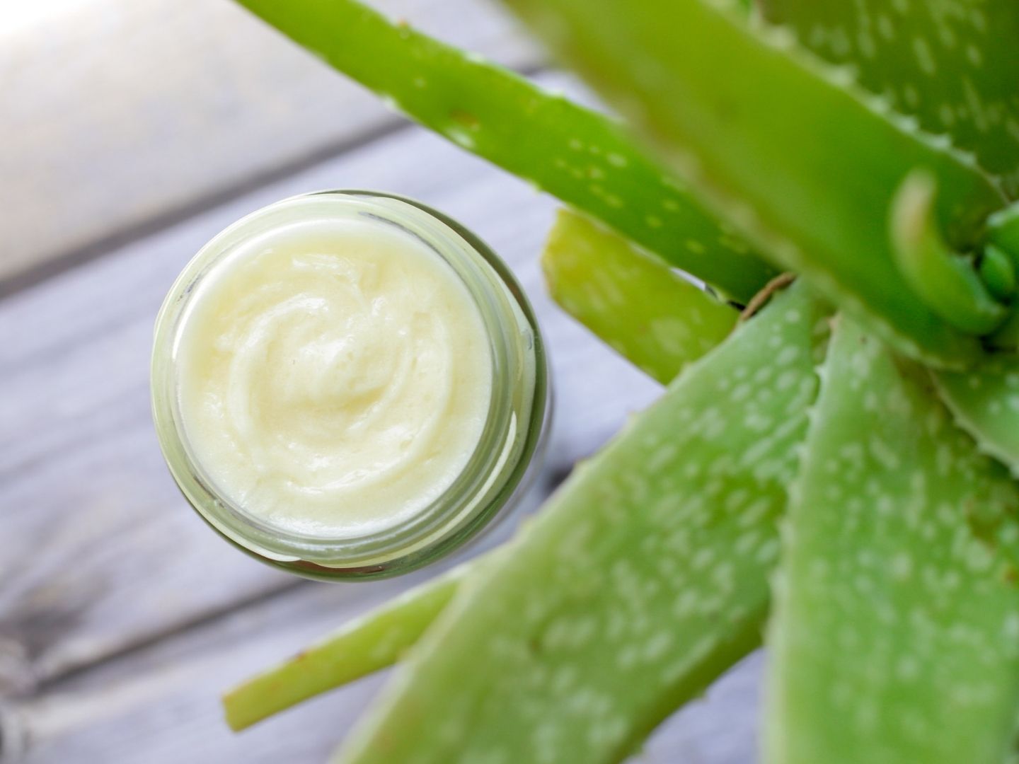 Aloe Vera Pflanze und Gesichtscreme von oben